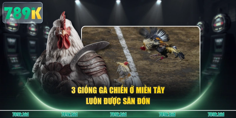 3 giống gà chiến ở miền Tây luôn được săn đón