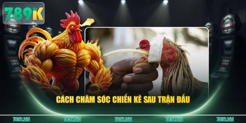 Cách chăm sóc chiến kê sau trận đấu