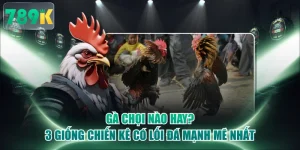 Gà Chọi Nào Hay? 3 Giống Chiến Kê Có Lối Đá Mạnh Mẽ Nhất