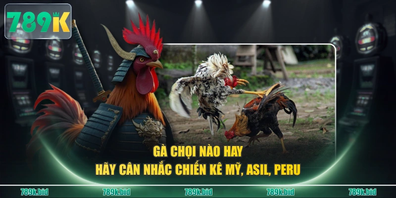 Gà chọi nào hay - Hãy cân nhắc chiến kê Mỹ, Asil, Peru