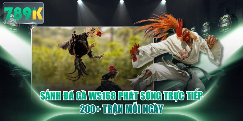 Sảnh Đá Gà WS168 Phát Sóng Trực Tiếp 200+ Trận Mỗi Ngày