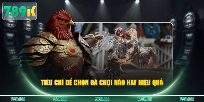 Tiêu chí để chọn gà chọi nào hay hiệu quả